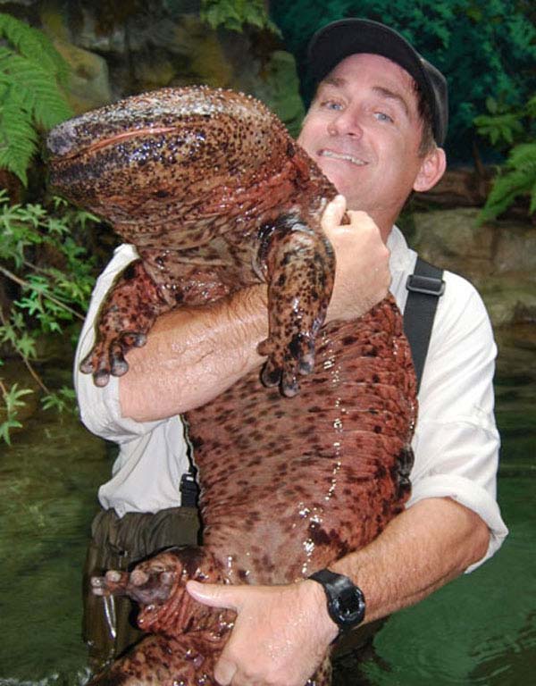 japanese giant salamander comparison