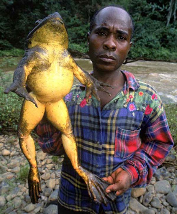 african goliath frog