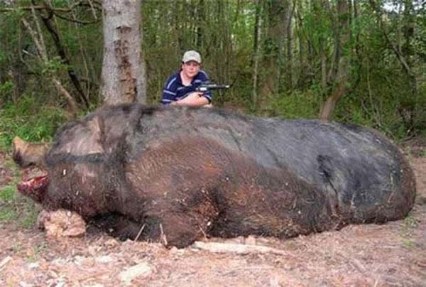 giant pig