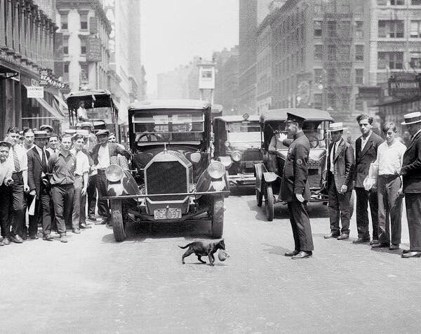 1920s police officer stops traffic so that a mother cat can cross a NYC street with her kitten.