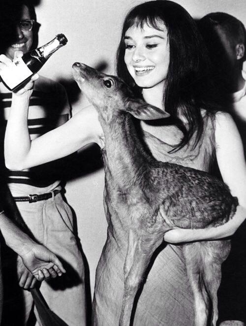 Audrey Hepburn getting hammered with her pet deer (1959).