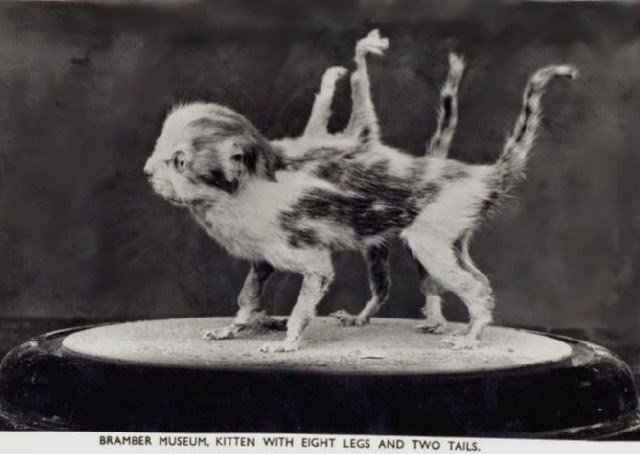 Kitten with eight legs and two tails (around 1871).
