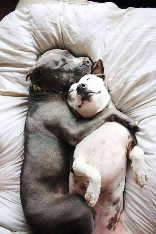 pitbulls snuggling