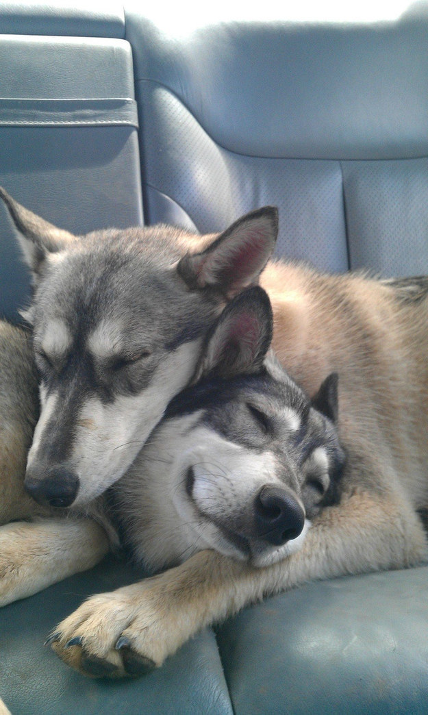 huskies in love