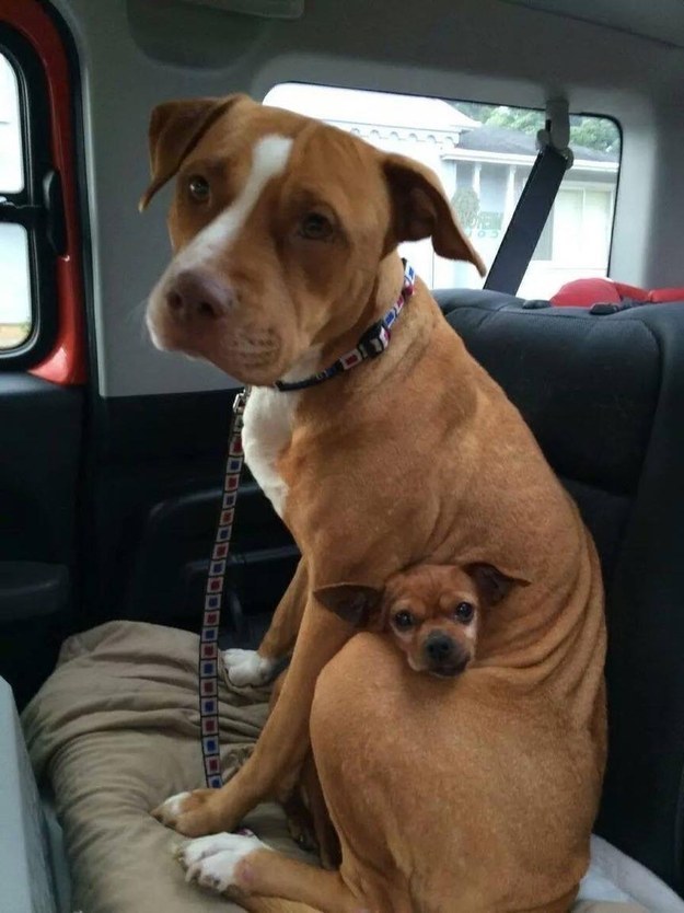 pit bull and chihuahua