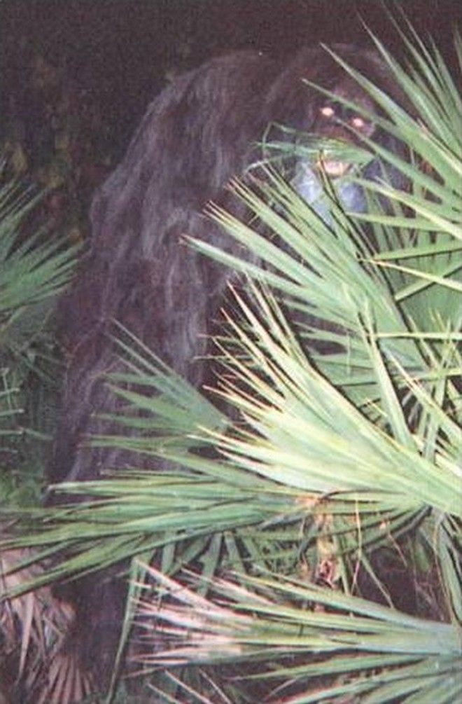 skunk ape