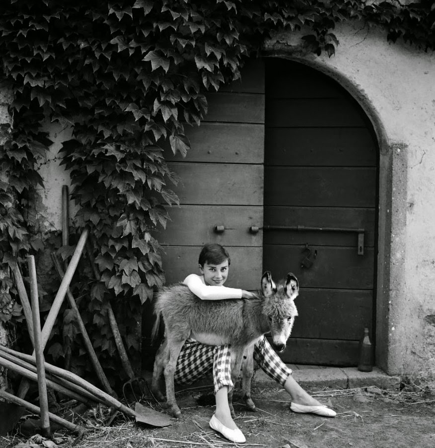 Audrey Hepburn with a donkey in 1955.