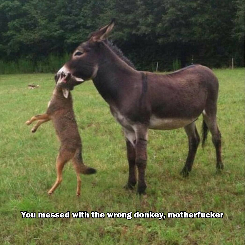 livestock guardian donkey - You messed with the wrong donkey, motherfucker