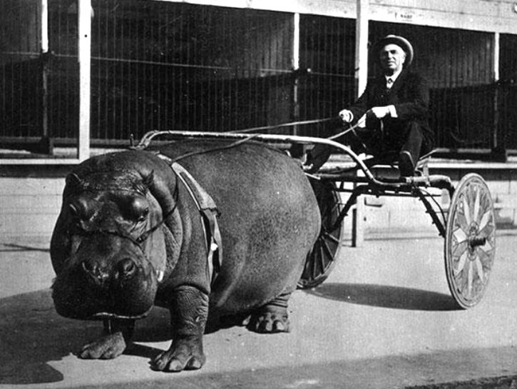 Hippo pulling a cart, 1924.