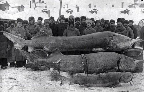 Sterlet fish. Russia, Volga river. 1924.