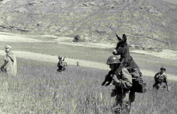 Soldier carrying a donkey, 1940s.