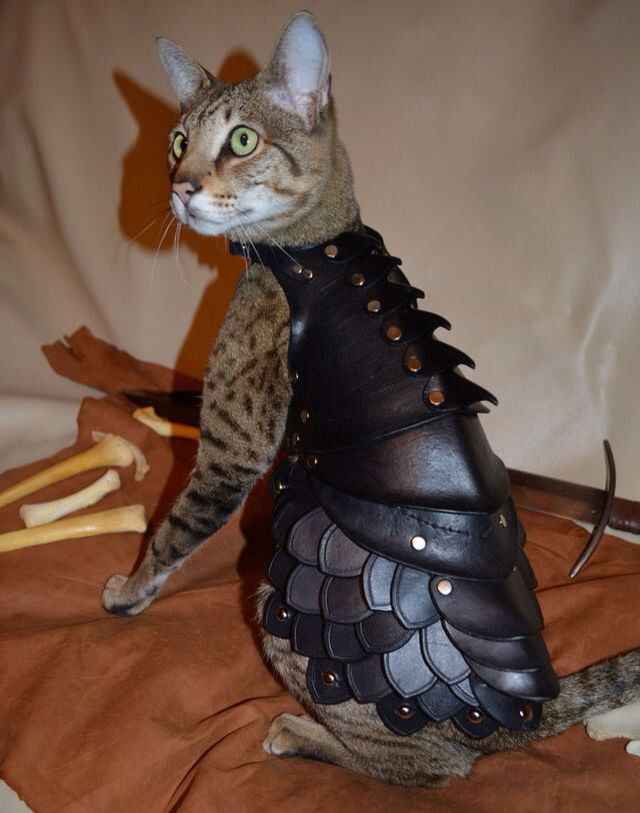 Cat body armor