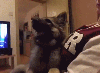 puppy in surprised gif