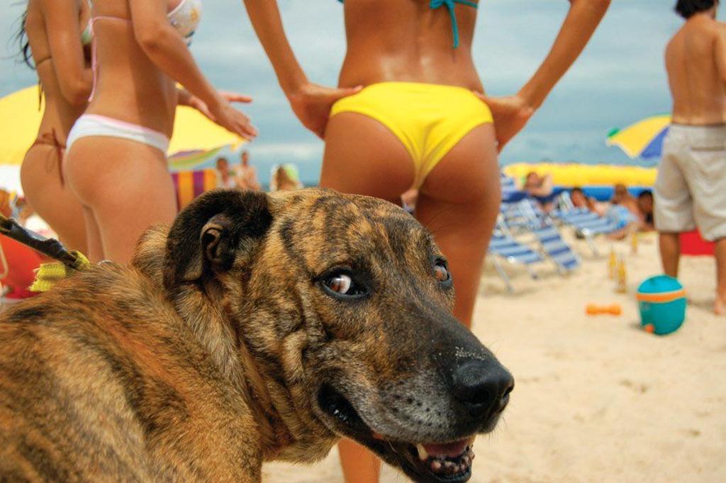 dog beach ass