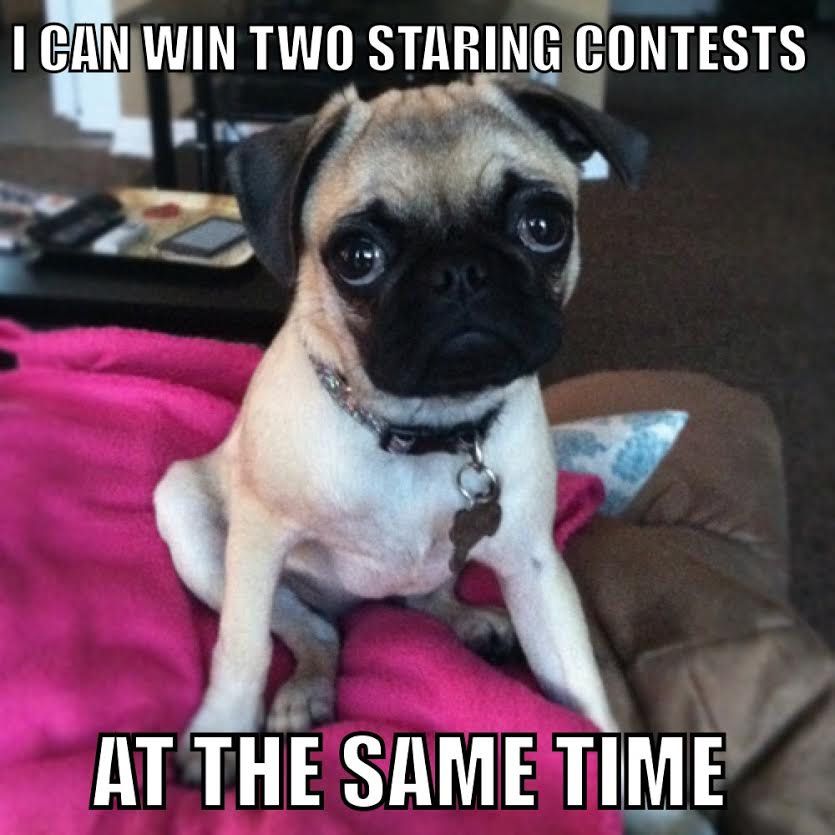 hate pugs meme - I Can Win Two Staring Contests At The Same Time
