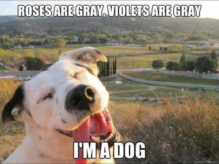 funny dog memes clean - Rosesare Gray, Violets Are Gray I'M A Dog quickmeme.com