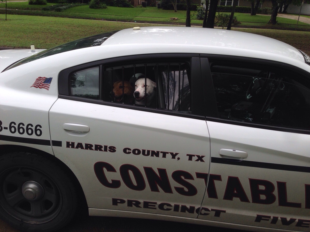 Dog - 36666 Harris County, Tx Constabl Precinct