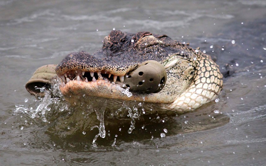 croc eating croc