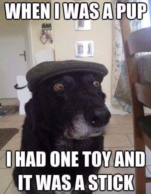 funny dog memes - When I Was A Pup I Had One Toy And It Was A Stick