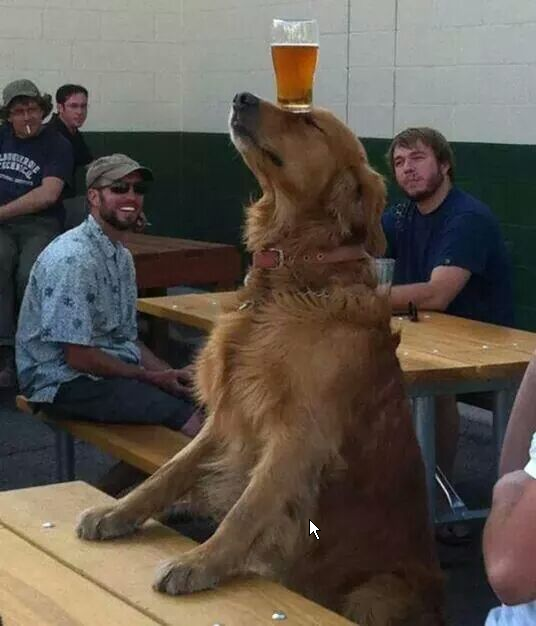 funny dog beer