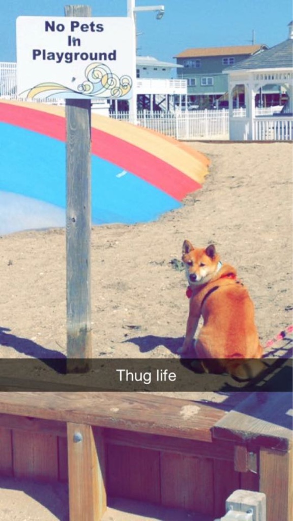 Snapchat - P No Pets No pets in Playground Thug life