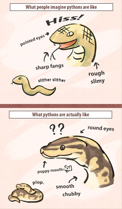 people think pythons are like - What people imagine pythons are Hiss pointed eyes Ta 21 sharp fangs slither slither rough slimy What pythons are actually round eyes puppy mouth plop. smooth chubby