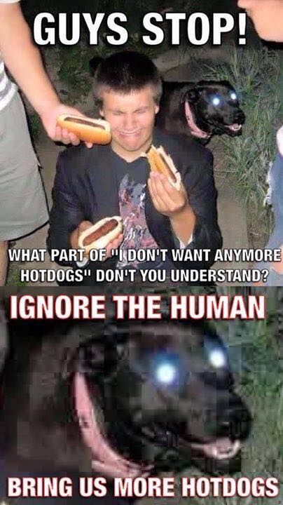 ignore the human hot dogs - Guys Stop! What Part Of I Don'T Want Anymore Hotdogs" Don'T You Understand? Ignore The Human Bring Us More Hotdogs