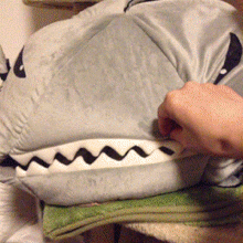 cat shark bed gif