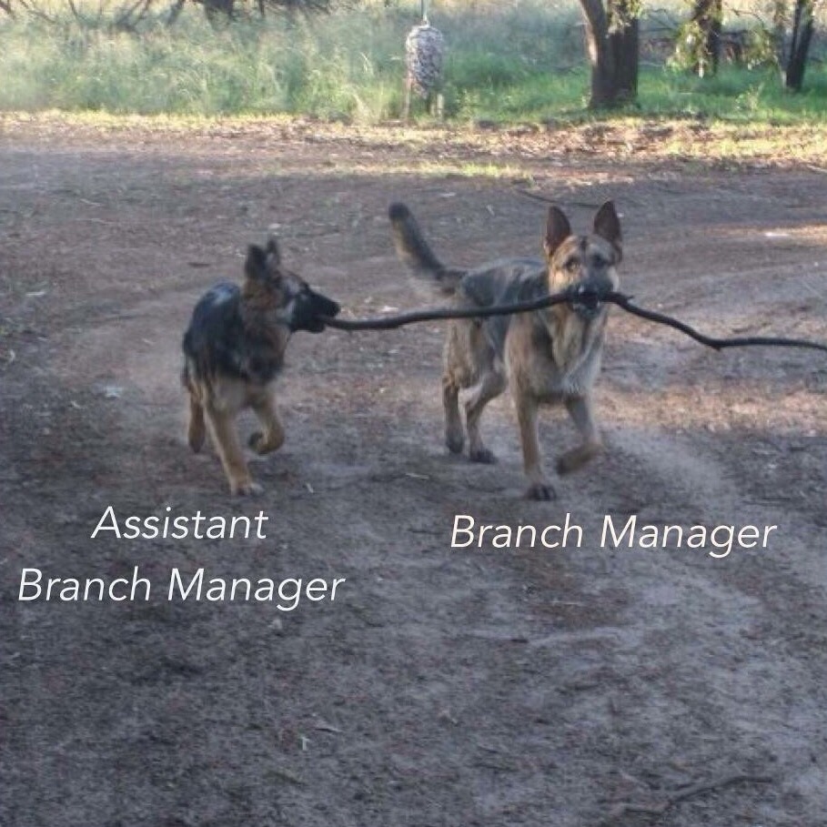 branch manager assistant branch manager dog - Branch Manager Assistant Branch Manager