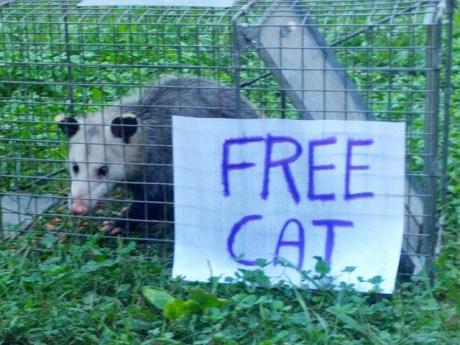free cat possum - Free Cat
