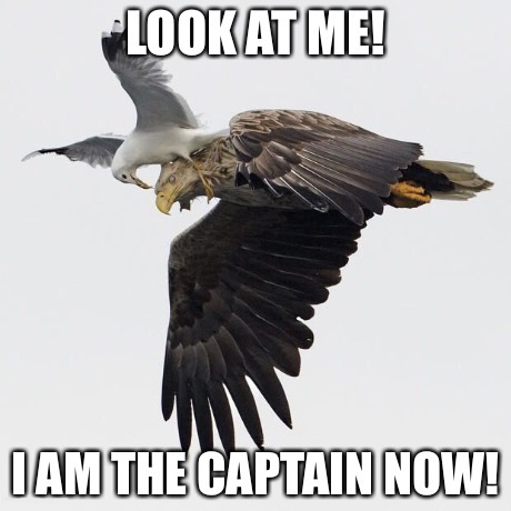 am the captain now funny - Lookat Me! I Am The Captain Now!