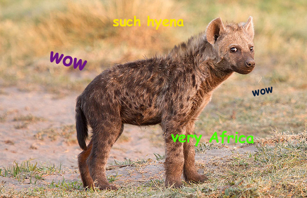 hyena meme - such a Wow Wow
