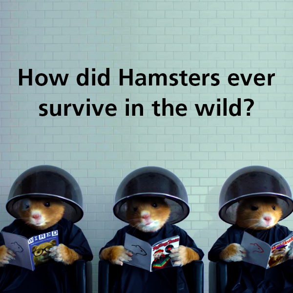 funny hamster - How did Hamsters ever survive in the wild? Wired