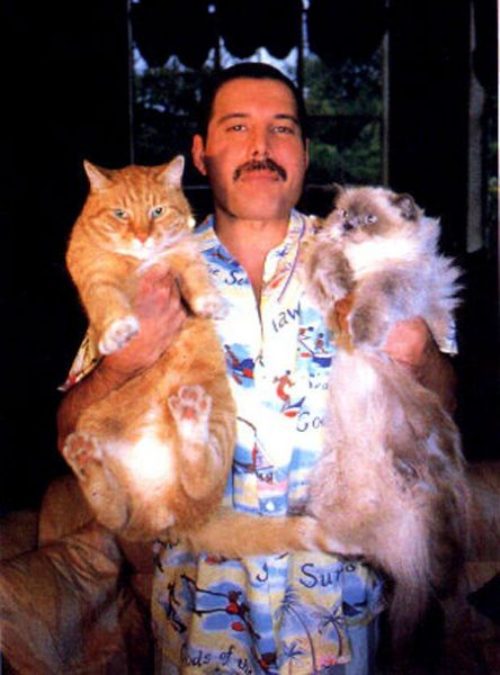 Freddie Mercury with his huge cats, Oscar and Tiffany, 80's.