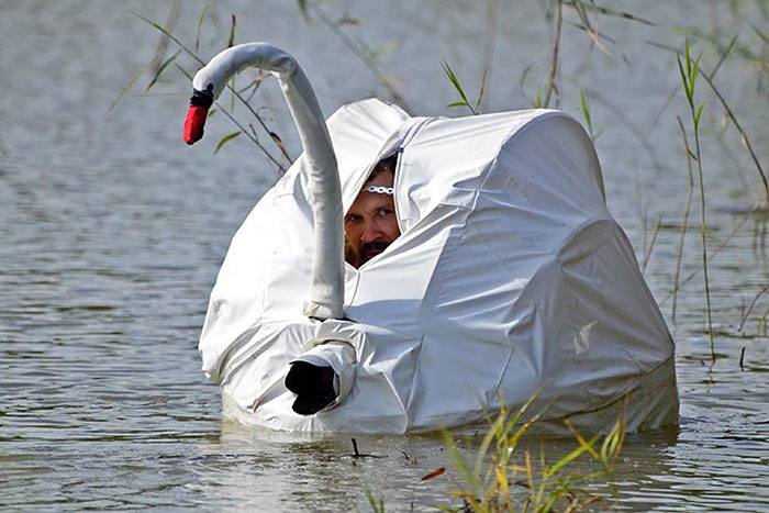 fake swan photographer