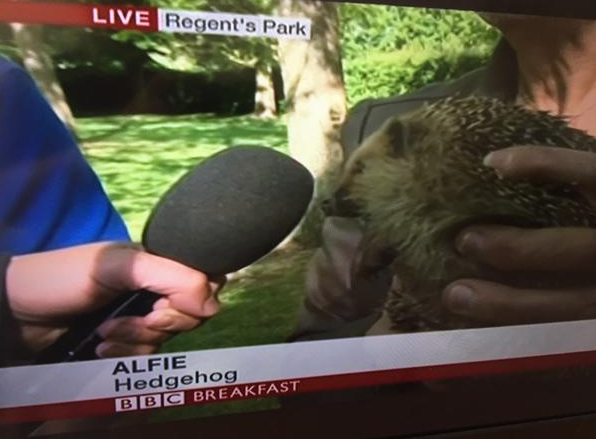 animal - Live Regent's Park Alfie Hedgehog Bbc Breakfast