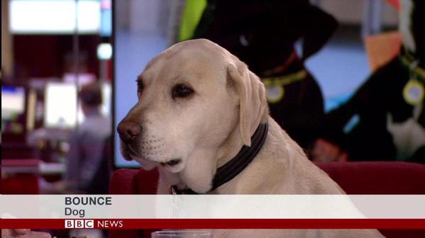 bbc dog interview - Bounce Dog Bbc News