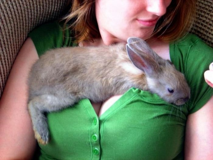 rabbit on chest