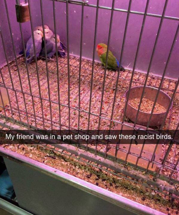 racist birds meme - My friend was in a pet shop and saw these racist birds.