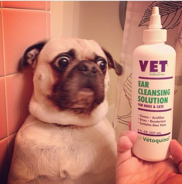 funny pug expression - Vet Solutions Ear Cleansing Solution For Dogs & Cats Cleans. Acidifies Dries . Deodorites Contains Aloe Verd Sil. Oz. 237 mL Vetoquino