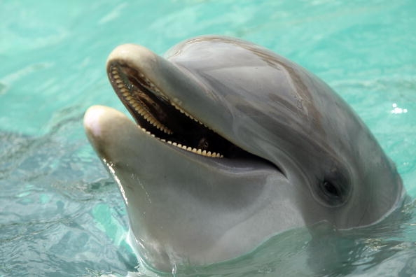 Dolphins sleep with one eye open.