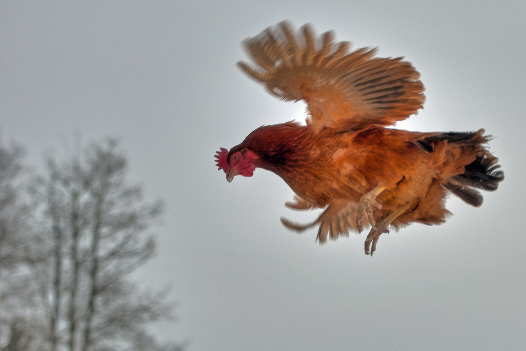 The longest recorded flight of a chicken is 13 seconds.