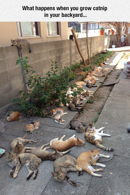 catnip cats - What happens when you grow catnip in your backyard...