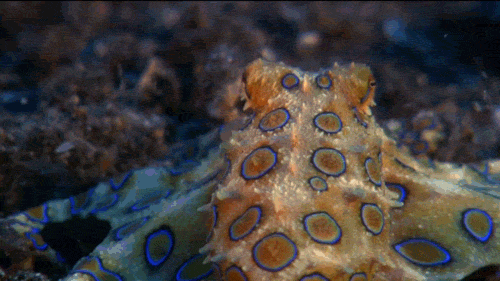 A blue-ringed octopus.