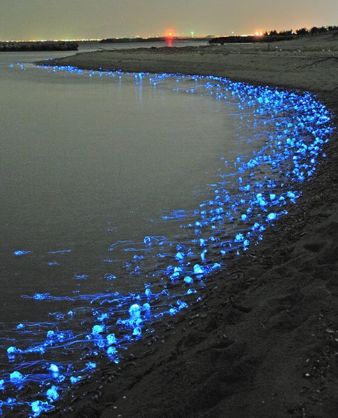 Blue glowing firefly squids of Toyama, Japan.