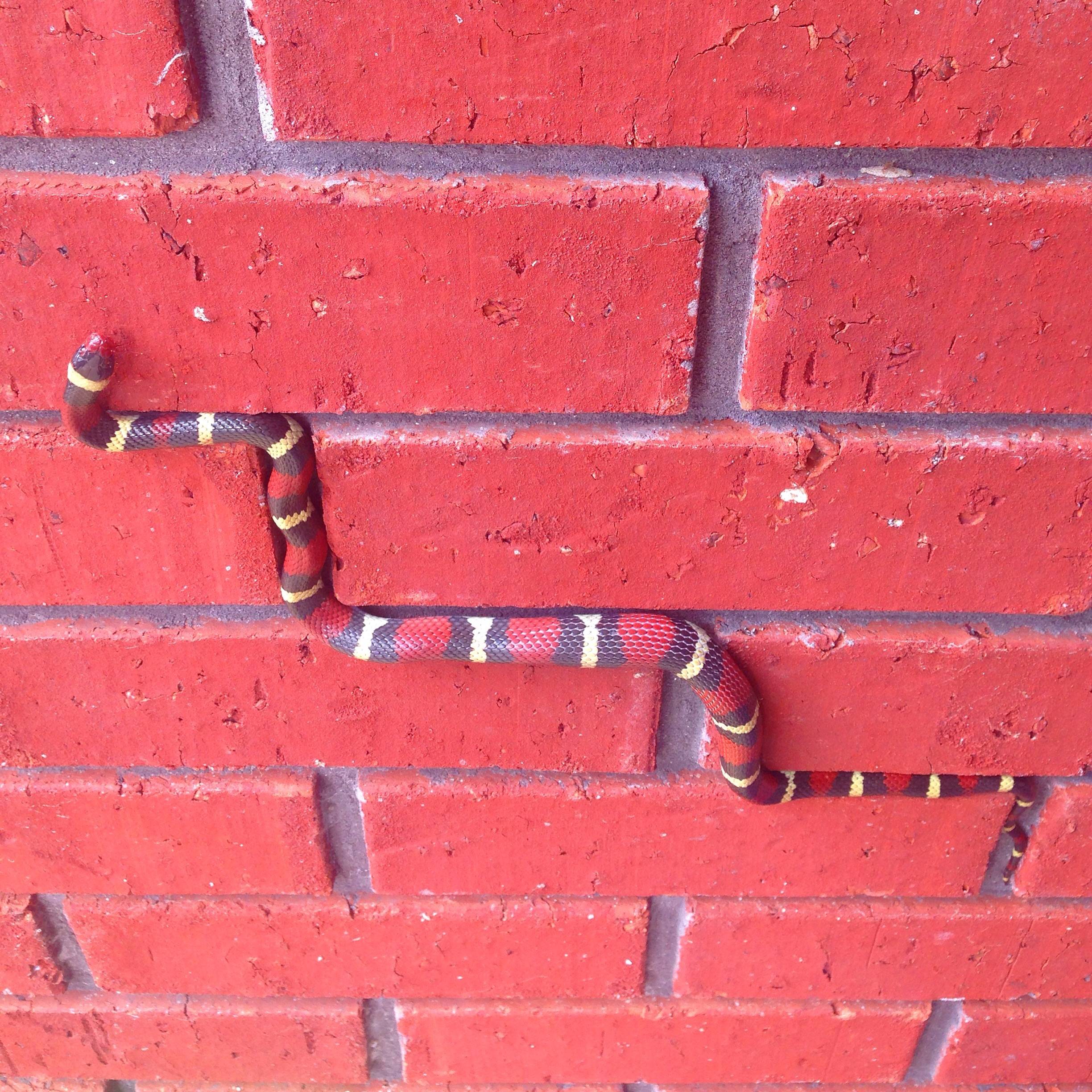 Snake climber making its way between bricks.