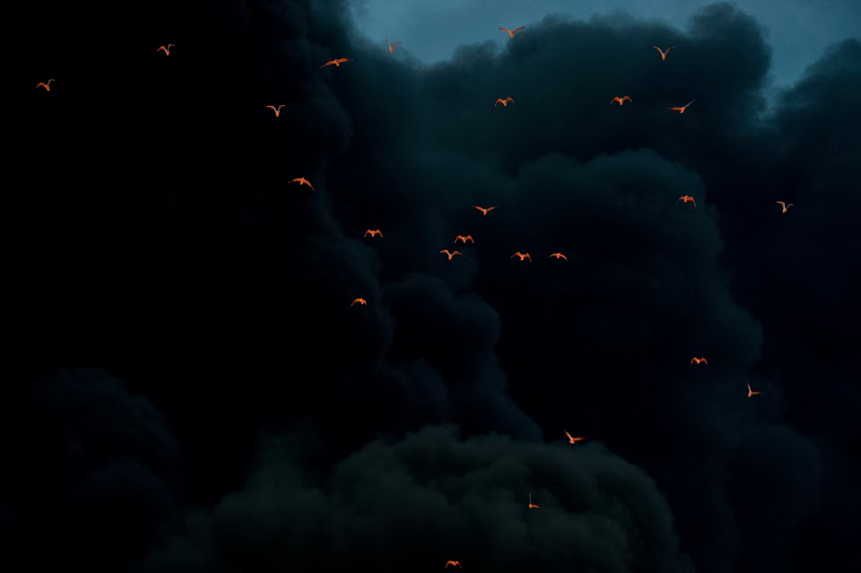 Fire reflected on birds in smoke.