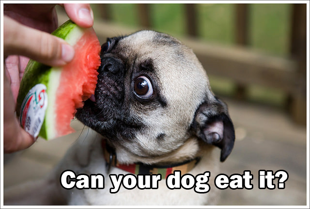 What Can't a Dog Eat?