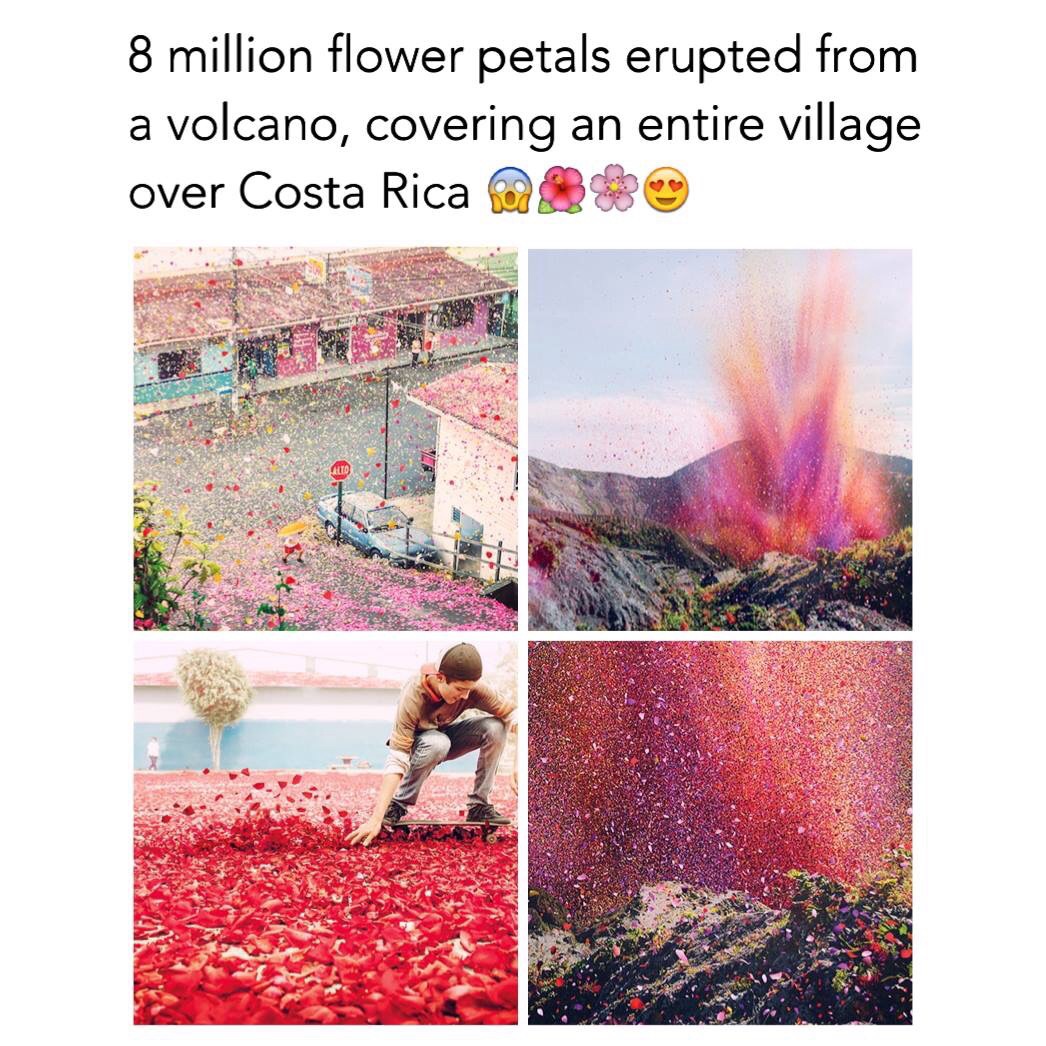 volcano erupting flower petals - 8 million flower petals erupted from a volcano, covering an entire village over Costa Rica