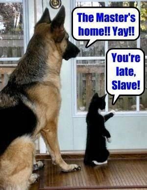 difference between cats and dogs - The Master's home!! Yay!! You're late, Slave!